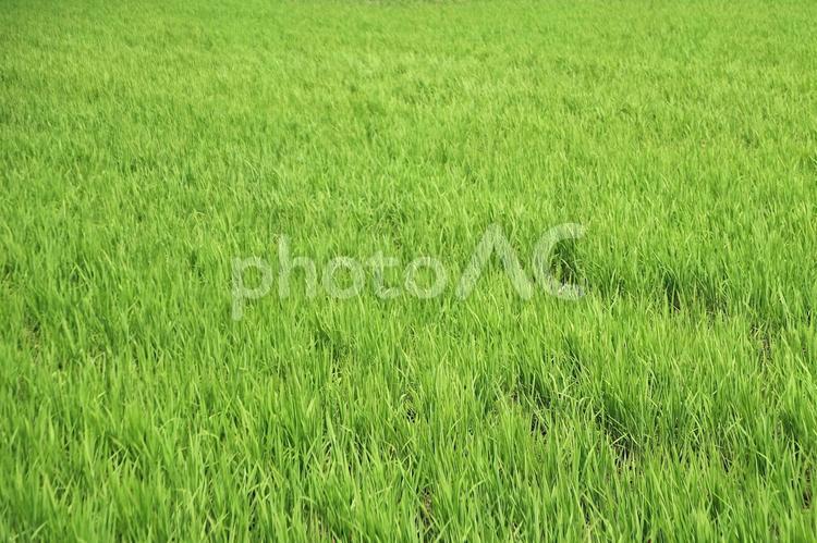 緑一面の7月の田んぼ 夏,イメージ,草の写真素材