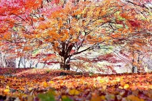 色とりどりで綺麗なもみじの紅葉 そのまんま公園,小高い丘,紅葉の写真素材