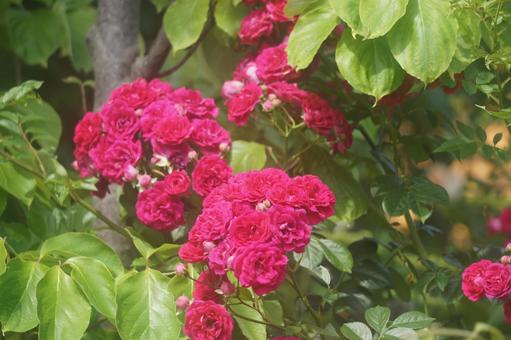 薔薇 薔薇,ばら,バラの写真素材