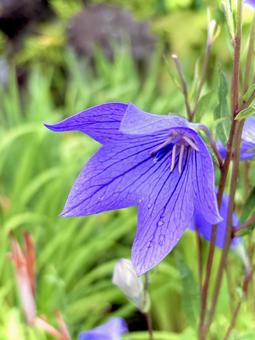桔梗の花 01 桔梗の花 01 桔梗,キキョウ,紫の花の写真素材
