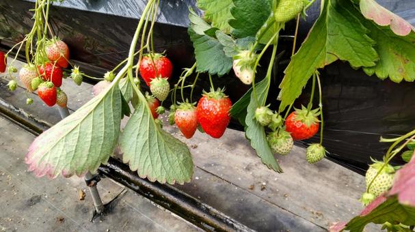 ハウス栽培のイチゴ ハウス栽培のイチゴの写真