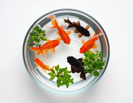 金魚 金魚の写真