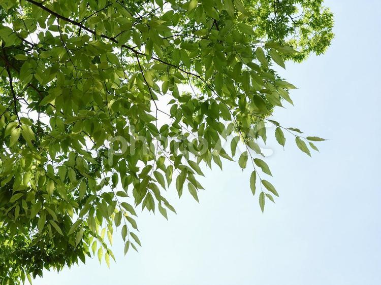 初夏・美しい緑 初夏,新緑,春の木の写真素材
