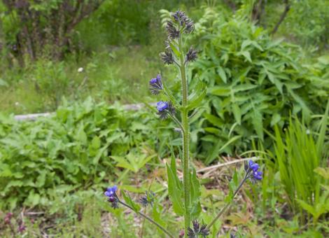 牛舌草(ウシノシタグサ) 牛舌草(ウシノシタグサ)の写真