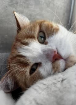 猫 猫の写真
