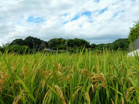 【風景写真】秋の田んぼの風景 【風景写真】秋の田んぼの風景 田んぼ,水田,田の写真素材