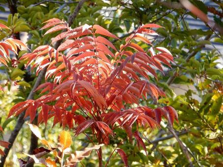 【風景写真】晩秋の風景 紅葉,葉っぱ,晩秋の写真素材