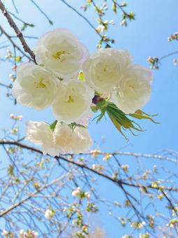 白い八重桜と青空 白い八重桜と青空の写真