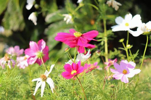 コスモスの写真