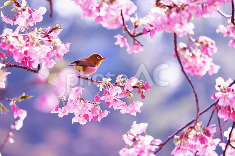 美しい桜と可愛いメジロ メジロ,桜,春の写真素材