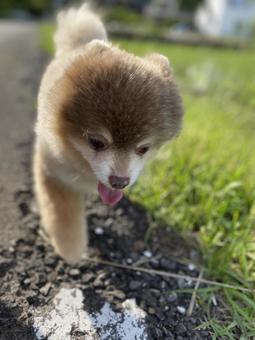 Walking the dog, JPG Walking the dog, JPG