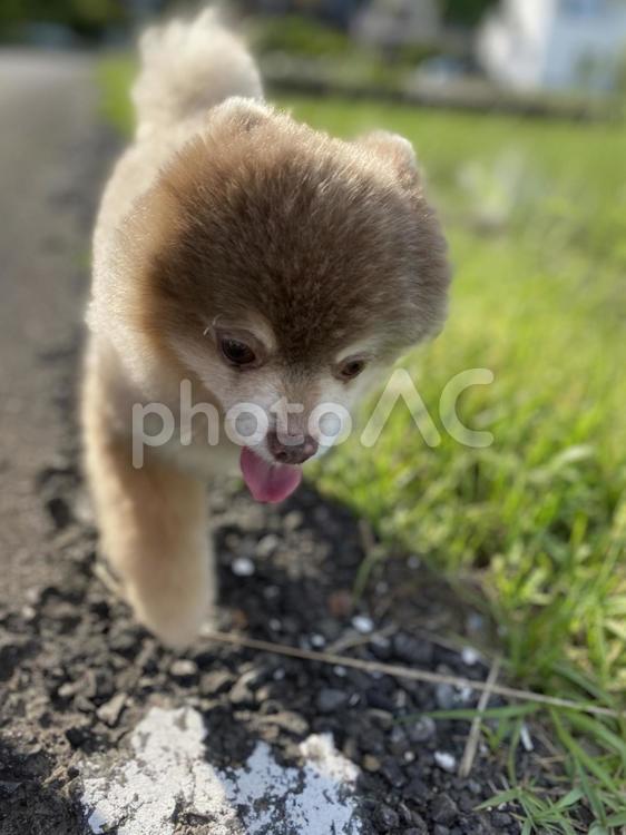 犬の散歩 動物,木漏れ日,ポメラニアンの写真素材