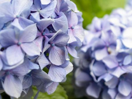 紫陽花 紫陽花の写真