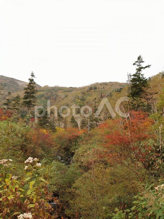 秋の栂池高原、紅葉の風景 栂池高原,紅葉,秋の写真素材