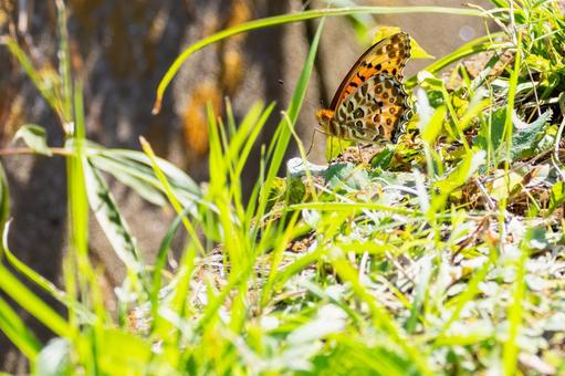 ツマグロヒョウモン(114)の写真