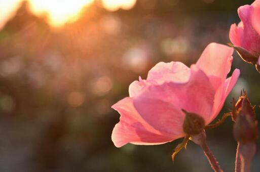 夕色のバラ 夕色のバラの写真