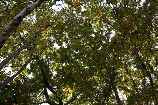 重なる木々　葉の間から漏れる光 自然,植物,枝の写真素材