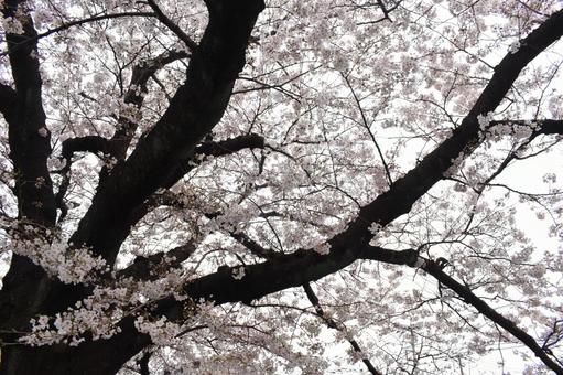 桜 桜の写真