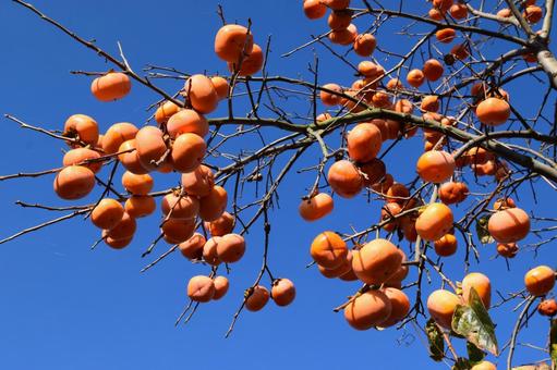 完熟した柿の実 熟した庄内柿,庄内柿,庄内の柿の写真素材