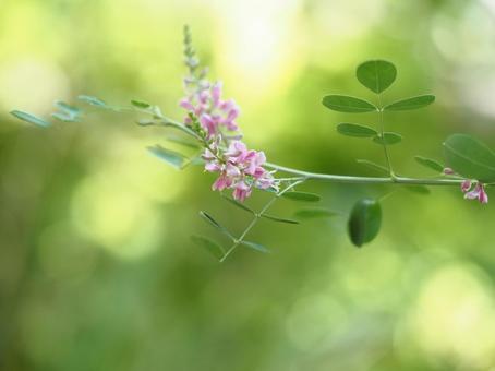 可憐なコマツナギ 可憐なコマツナギ コマツナギ,夏,可憐の写真素材