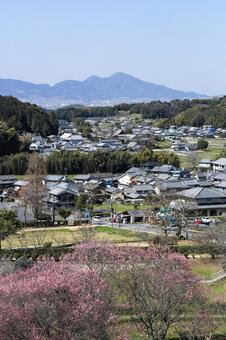 奈良県明日香村の梅林 明日香村,梅林,奈良県の写真素材