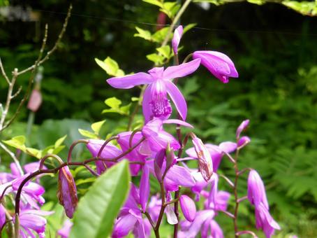 お寺の庭園に咲くシランの花 お寺の庭園に咲くシランの花 シラン,紫蘭,花の写真素材