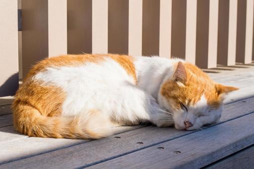 猫の昼寝 猫の昼寝の写真