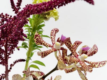アランダとケイトウの花 アランダとケイトウの花の写真