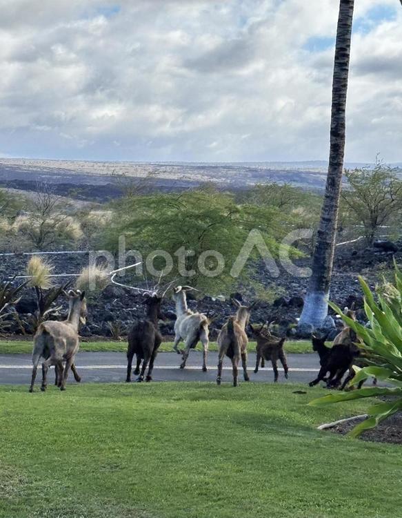 【ハワイ島】火山公園の動物たち ハワイ,ハワイ島,火山公園の写真素材