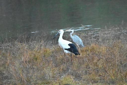 今日偶然に見つけたコウノトリ 今日偶然に見つけたコウノトリの写真
