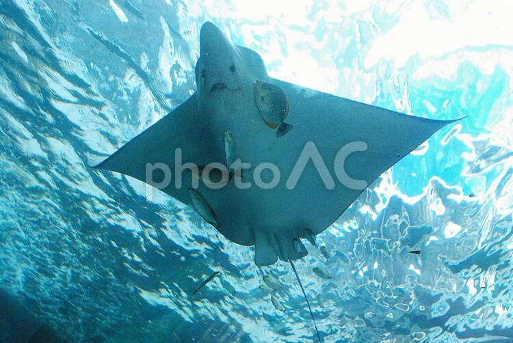 タイ、チョンブリー県の水族館３ エイ,水族館,仲良しの写真素材