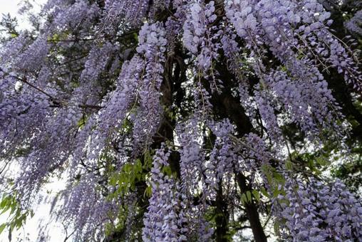 藤の花 藤の花 春,風景,風景写真の写真素材