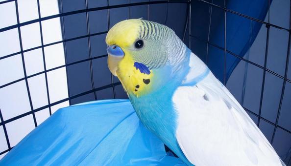 可愛いセキセイインコ 可愛いセキセイインコの写真