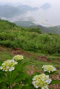 6月中旬の紫雲出山のアジサイの花と霧の海 6月中旬の紫雲出山のアジサイの花と霧の海の写真