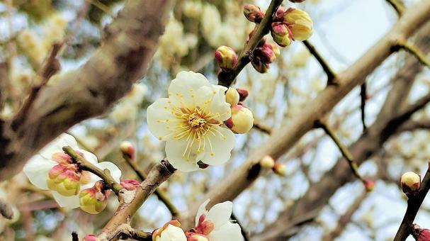 Lichun White Plum 006, JPG Lichun White Plum 006, plum, plum blossom, flower, JPG