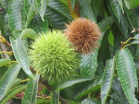 茶色い栗と青い栗のペア 茶色い栗と青い栗のペア 栗,秋,食べ物の写真素材