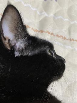 猫_横顔 猫_横顔の写真