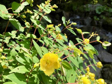 野の草花06 野の草花06の写真