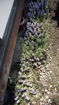 庭に咲く花 庭に咲く花の写真