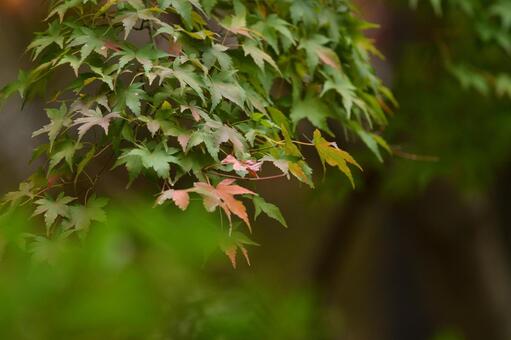 紅葉の写真