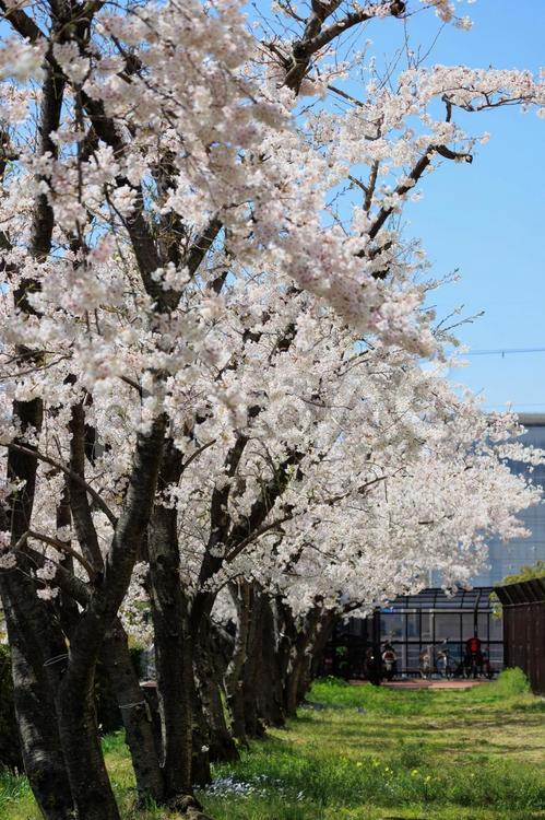 晴天の桜並木「兵庫県」 桜,桜並木,春の写真素材