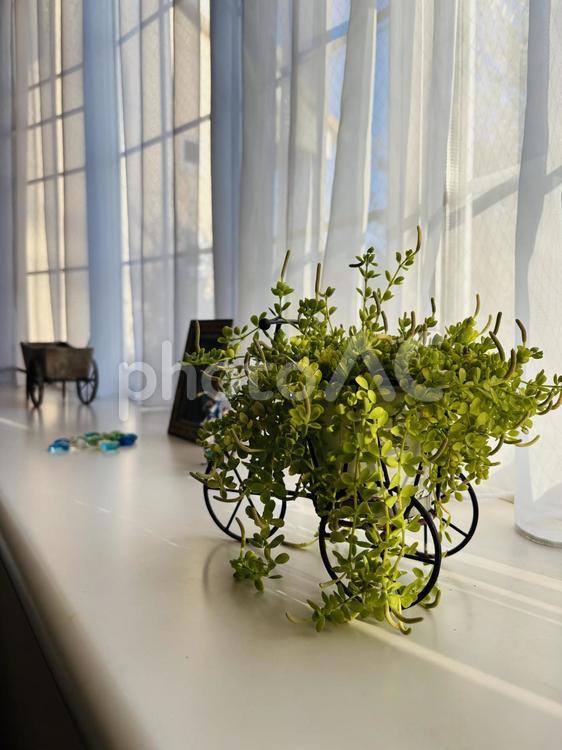 窓辺 出窓,観葉植物,日差しの写真素材