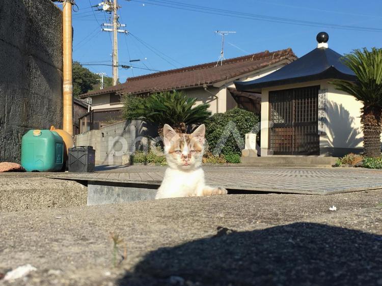 佐柳島のにゃんこ13 #かわいい,#ペット,#動物の写真素材