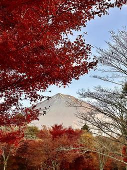 紅葉と富士山 富士山,紅葉,もみじの写真素材