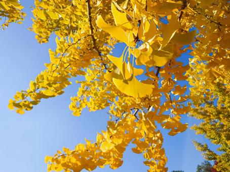 うつくしいイチョウ うつくしいイチョウ イチョウ,銀杏,黄色の写真素材