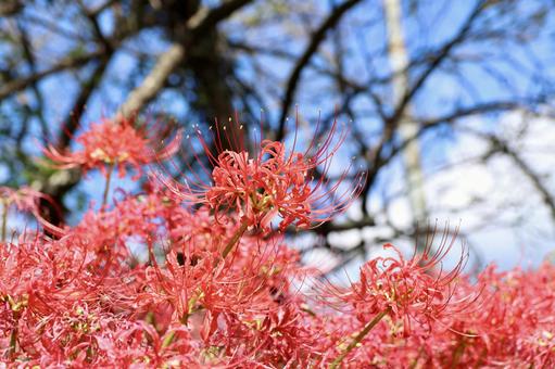 曼珠沙華の写真