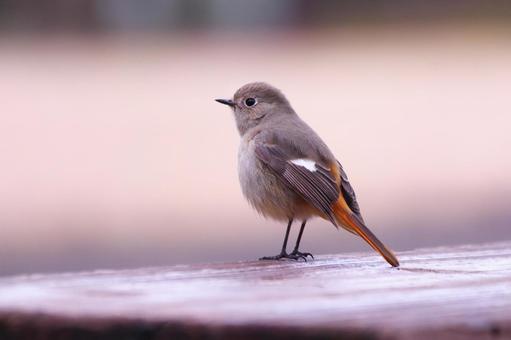 遠くを見つめるジョウビタキ 遠くを見つめるジョウビタキ 鳥,ジョウビタキ,冬の写真素材