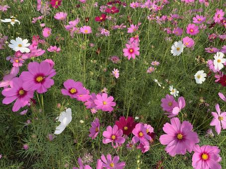 コスモス コスモス コスモス,コスモス畑,花の写真素材