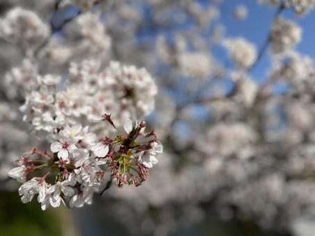 桜の写真