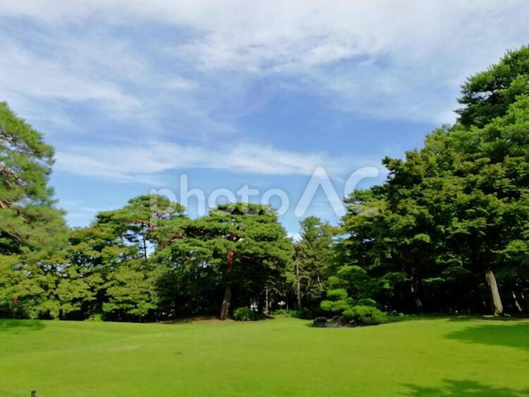 公園の森林 緑,自然,公園の写真素材